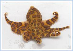 水母毒死人 揭秘讓人立刻斃命的最毒物(組圖)