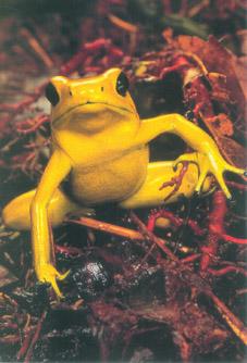 水母毒死人 揭秘讓人立刻斃命的最毒物(組圖)