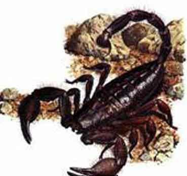 水母毒死人 揭秘讓人立刻斃命的最毒物(組圖)