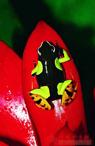 水母毒死人 揭秘讓人立刻斃命的最毒物(組圖)