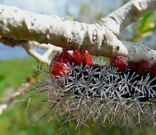 水母毒死人 揭秘讓人立刻斃命的最毒物(組圖)