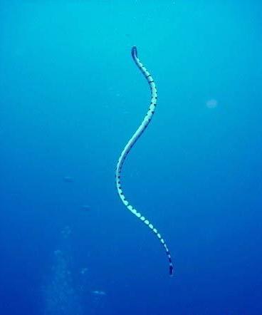 水母毒死人 揭秘讓人立刻斃命的最毒物(組圖)