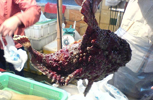 水母毒死人 揭秘讓人立刻斃命的最毒物(組圖)