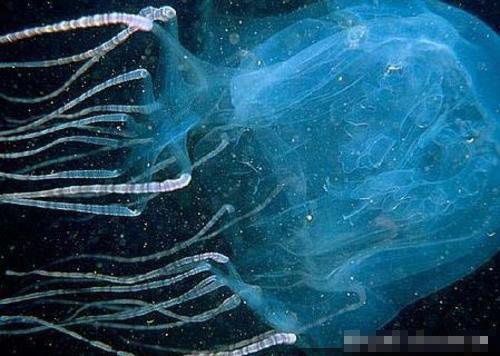 水母毒死人 揭秘讓人立刻斃命的最毒物(組圖)