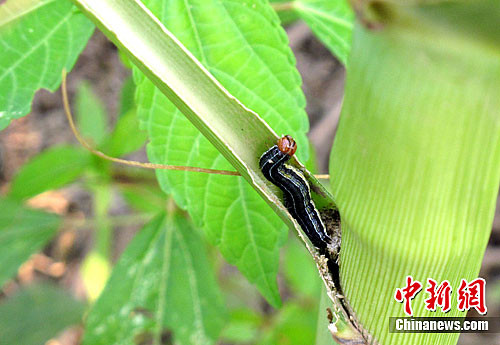 農業氣象兩部門聯合加強病蟲害監測防控治理