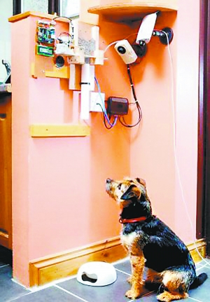 從早忙到晚苦愛犬 IT男發明程序遠程喂愛犬