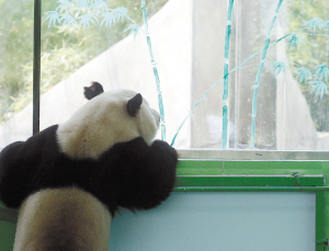 石家莊動物園:大熊貓朵朵和婭祥的幸福生活(圖)