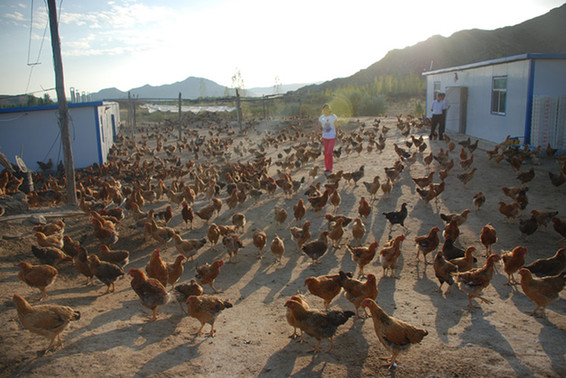 青河縣：沙棘雞養殖促民增收