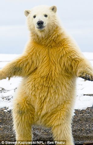 胖狗超重四人抬 懷孕男再獲真愛