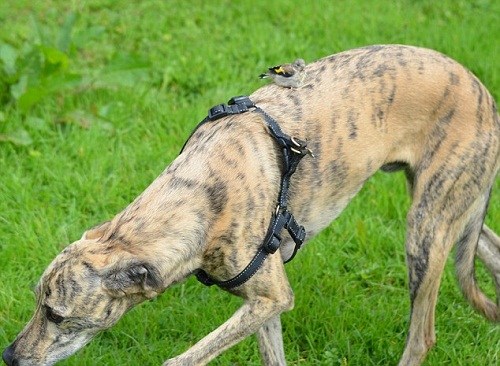 胖狗超重四人抬 懷孕男再獲真愛