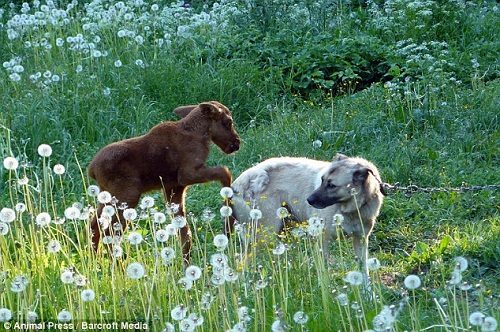 小麋鹿與狗成好友 當(dāng)自己是“寵物狗”(組圖)