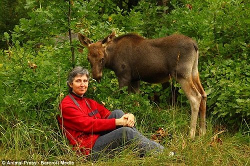 小麋鹿與狗成好友 當(dāng)自己是“寵物狗”(組圖)