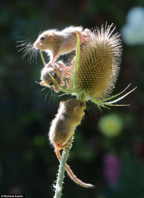 萌到了！瀕危物種 睡鼠孤兒勇奪藍莓果(高清)
