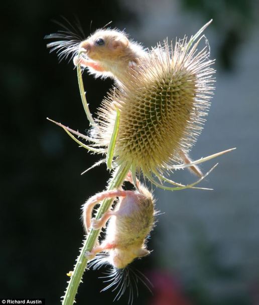 萌到了！瀕危物種 睡鼠孤兒勇奪藍莓果(高清)