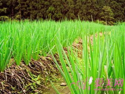 養生須知：吃蔥雖好也有禁忌