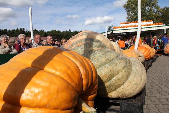 實拍德國南瓜大賽：503公斤“南瓜王”奪冠
