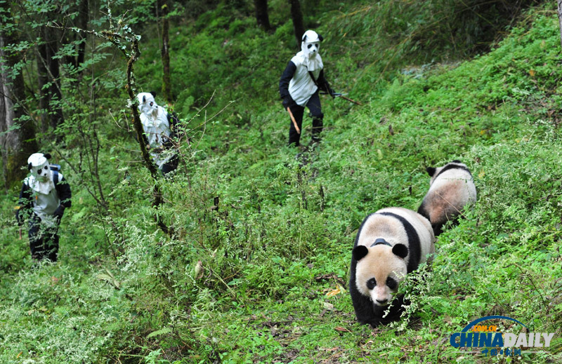 臥龍大熊貓野化訓練畢業 明天將正式放歸野外