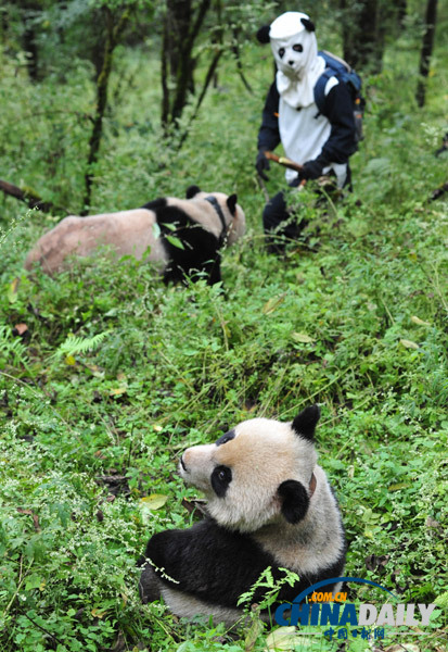 臥龍大熊貓野化訓練畢業(yè) 明天將正式放歸野外