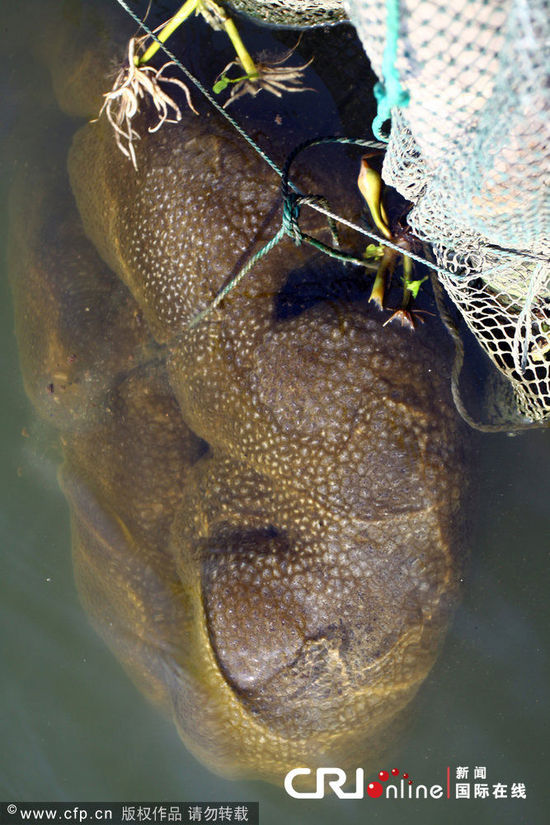 浙江一魚塘出現(xiàn)不明水生物(高清組圖)
