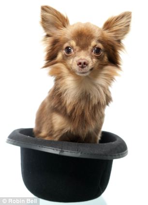 全英超級(jí)狗模決賽 奪冠熱門小狗秀英姿