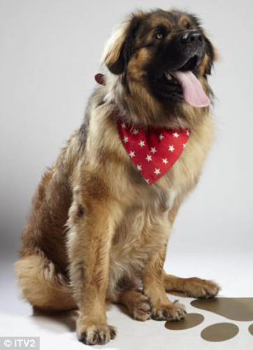 全英超級(jí)狗模決賽 奪冠熱門小狗秀英姿