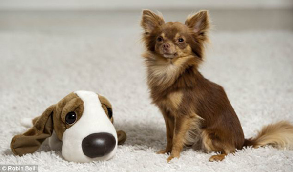 全英超級狗模決賽 奪冠熱門小狗秀英姿