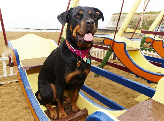 全英超級(jí)狗模決賽 奪冠熱門小狗秀英姿