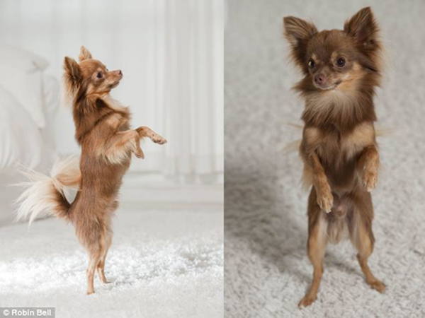 全英超級狗模決賽 奪冠熱門小狗秀英姿