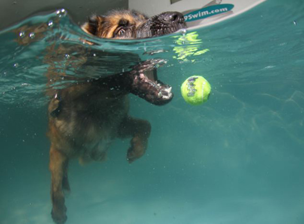 全英超級狗模決賽 奪冠熱門小狗秀英姿