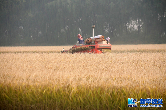 天津優質水稻喜獲豐收