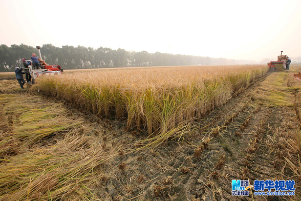 天津優質水稻喜獲豐收