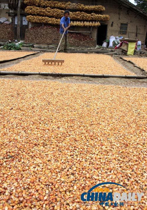 糧食實現(xiàn)“九連增”全國秋糧已收獲9.71億畝