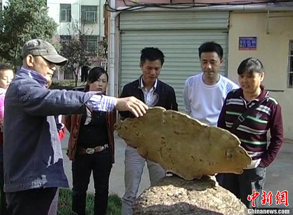 江西藥農(nóng)采到重逾4公斤野生特大靈芝