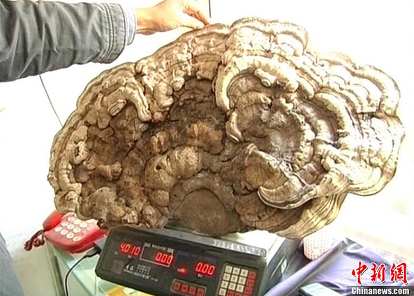 江西藥農(nóng)采到重逾4公斤野生特大靈芝