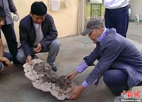 江西藥農(nóng)采到重逾4公斤野生特大靈芝