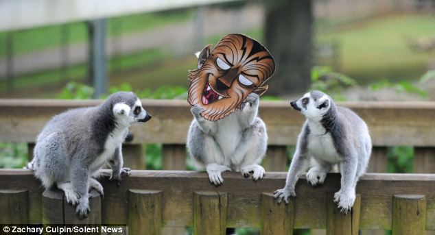 滑稽！英動(dòng)物園猴子戴萬圣節(jié)面具嚇同伴(組圖)