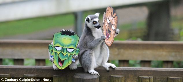 滑稽！英動(dòng)物園猴子戴萬(wàn)圣節(jié)面具嚇同伴(組圖)