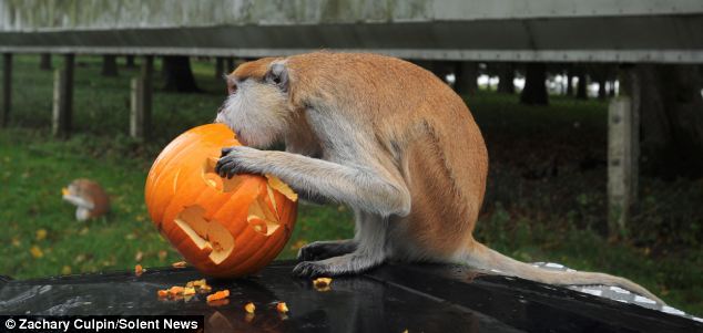 滑稽！英動(dòng)物園猴子戴萬(wàn)圣節(jié)面具嚇同伴(組圖)