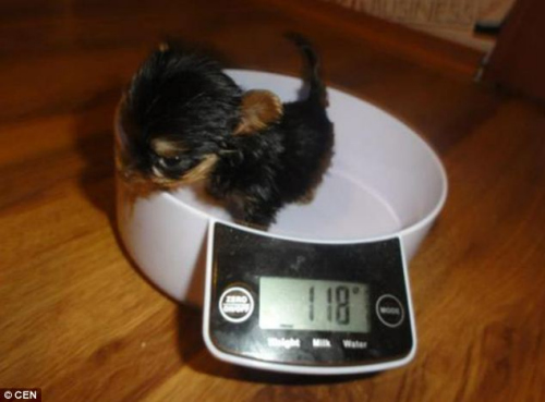 世界最小狗狗沒手機高 欲申請世界紀錄(圖)