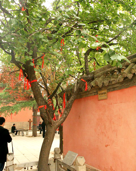 “愛(ài)情圣地”普救寺