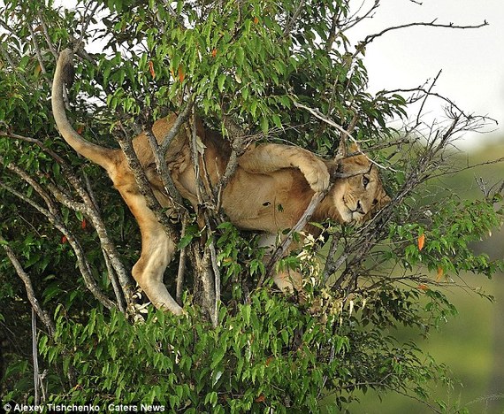 肯尼亞幼獅自比“美猴王”上樹被困(組圖)