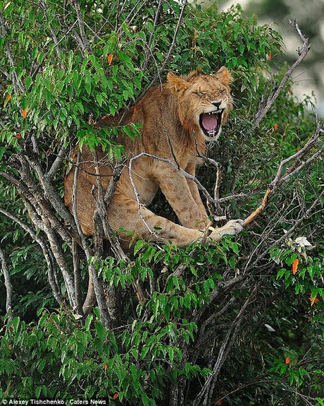 肯尼亞幼獅自比“美猴王”上樹被困(組圖)