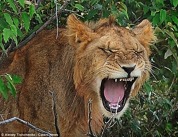 肯尼亞幼獅自比“美猴王”上樹被困(組圖)