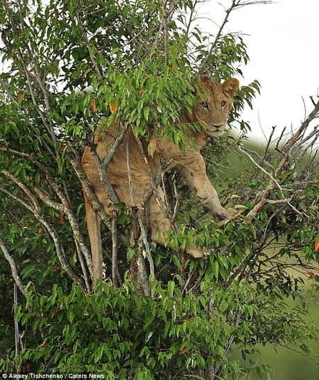 肯尼亞幼獅自比“美猴王”上樹被困(組圖)