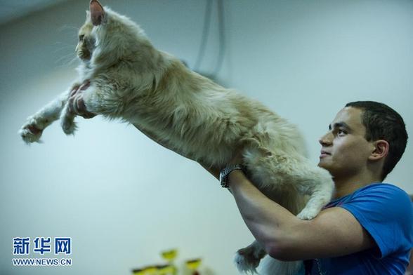 國際貓展掠影 個個“楚楚動人”