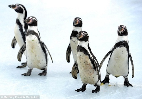 南美洲企鵝耐熱怕冷 被迫冰上表演引爭議(圖)