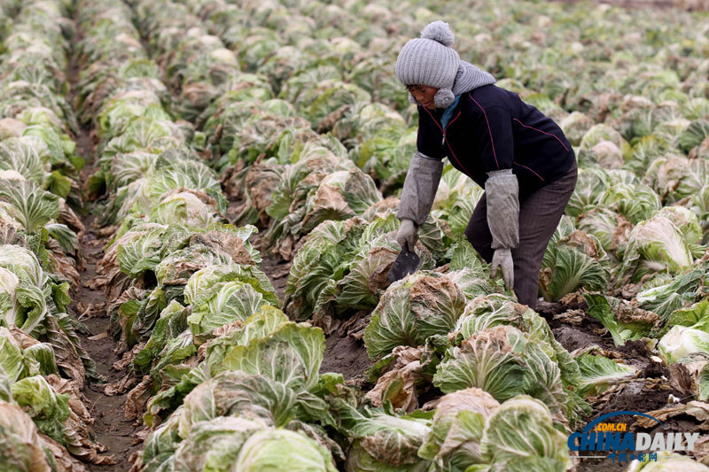 直擊青島多地大白菜滯銷 愛心企業助推銷售渠道