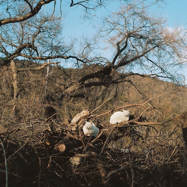 陽光下 我愿做一只慵懶的喵星人[組圖]