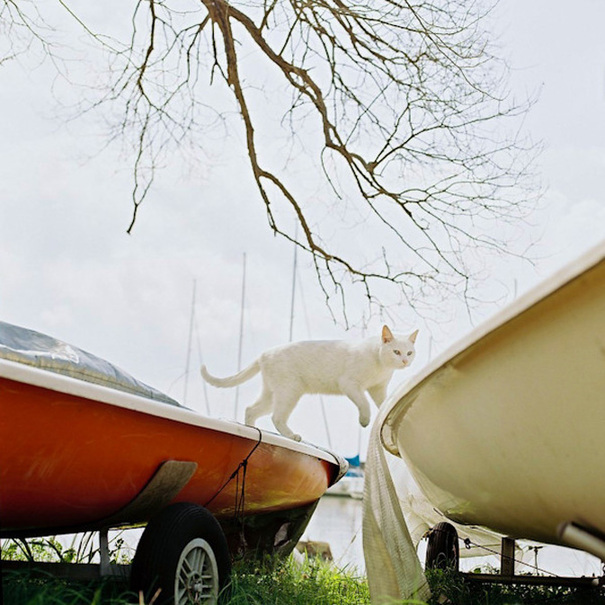 陽(yáng)光下 我愿做一只慵懶的喵星人[組圖]