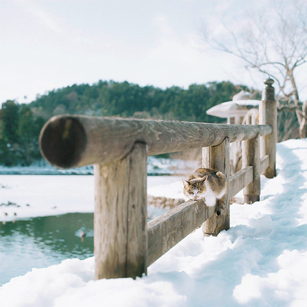 陽光下 我愿做一只慵懶的喵星人[組圖]